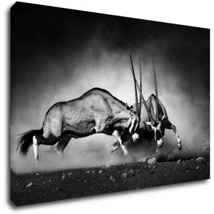 Impresi Obraz Antilopy černobílé - 60 x 40 cm