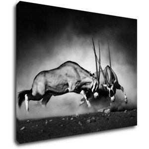 Impresi Obraz Antilopy černobílé - 90 x 70 cm