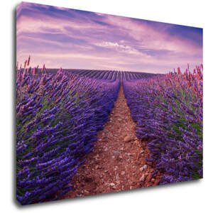 Impresi Obraz Levandulové pole - 70 x 50 cm