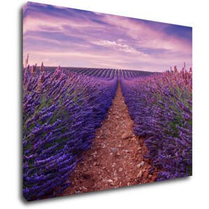 Impresi Obraz Levandulové pole - 90 x 70 cm