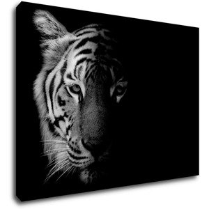 Impresi Obraz Tygr černobílý - 70 x 50 cm