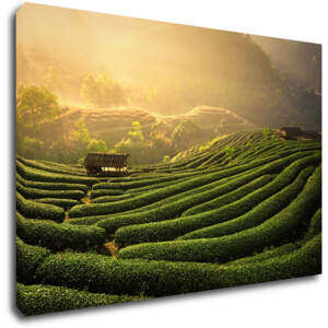 Impresi Obraz Východ slunce čajovníková plantáž - 60 x 40 cm