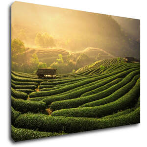 Impresi Obraz Východ slunce čajovníková plantáž - 70 x 50 cm