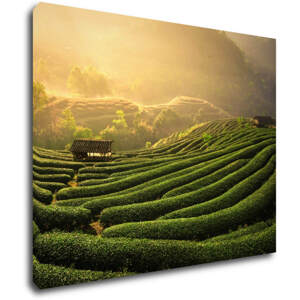 Impresi Obraz Východ slunce čajovníková plantáž - 90 x 70 cm