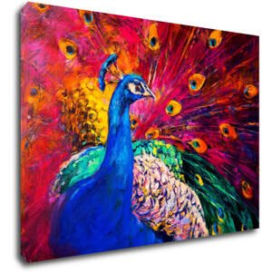 Impresi Obraz Barevný páv - 70 x 50 cm