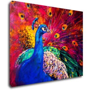 Impresi Obraz Barevný páv - 90 x 70 cm