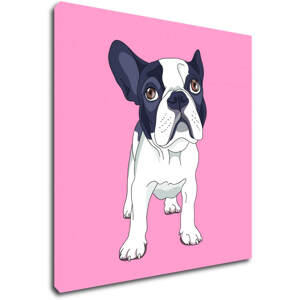 Impresi Obraz Francouzský buldoček růžové pozadí - 20 x 20 cm
