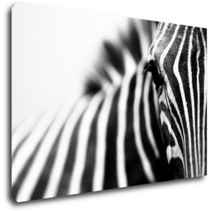 Impresi Obraz Zebra detail - 60 x 40 cm