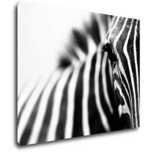 Impresi Obraz Zebra detail - 90 x 70 cm