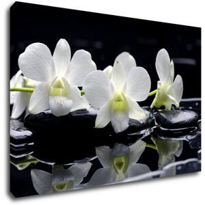 Impresi Obraz Bílé orchidee na černém pozadí - 60 x 40 cm