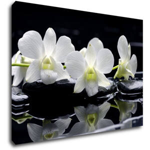 Impresi Obraz Bílé orchidee na černém pozadí - 70 x 50 cm