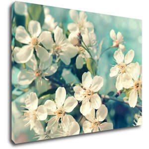 Impresi Obraz Třešňový květ modré pozadí - 70 x 50 cm