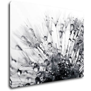 Impresi Obraz Pampeliška s kapkami vody - 90 x 70 cm