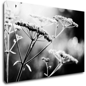 Impresi Obraz Černobílá luční květina - 60 x 40 cm