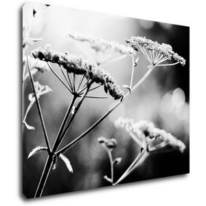 Impresi Obraz Černobílá luční květina - 90 x 70 cm