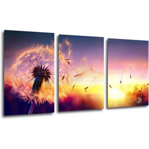Impresi Obraz Pampeliška se západem slunce - 120 x 60 cm (3 dílný)