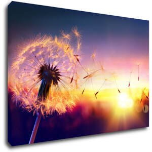 Impresi Obraz Pampeliška se západem slunce - 60 x 40 cm