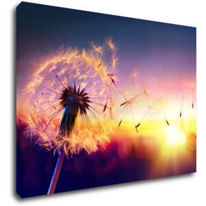 Impresi Obraz Pampeliška se západem slunce - 70 x 50 cm