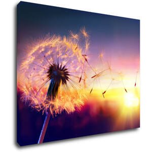 Impresi Obraz Pampeliška se západem slunce - 90 x 70 cm