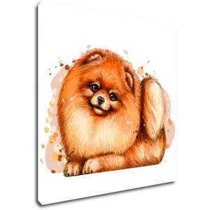 Impresi Obraz Pejsek Pomeranian - 20 x 20 cm