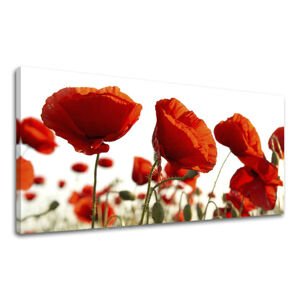 Panoramatický obraz na zeď KVĚTY 60x120 cm