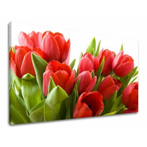 Nástěnná malba KVĚTINY TULIPÁNY XOBKV120E11