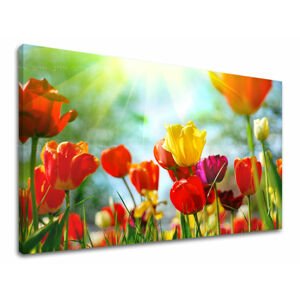 Nástěnná malba KVĚTINY TULIPÁNY XOBKV145E11