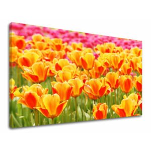 Nástěnný obraz KVĚTY TULIPÁNY KV025E11