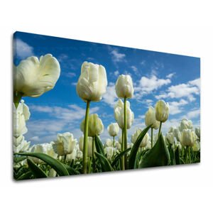 Nástěnná malba KVĚTINY TULIPÁNY KV040E11