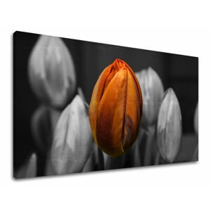 Nástěnná malba KVĚTINY TULIPÁNY KV095E11