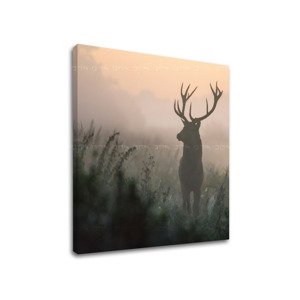 Nástěnná malba ZVÍŘATA_054-12