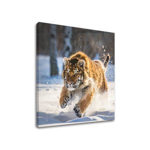Nástěnná malba ZVÍŘATA_048-12