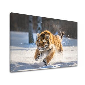 Nástěnná malba ZVÍŘATA_048-11