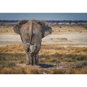 Fotografie Baby Elephant, Marcel Egger, 40 × 26.7 cm