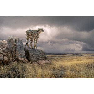 Fotografie Cheetah View, Marcel Egger, 40 × 26.7 cm