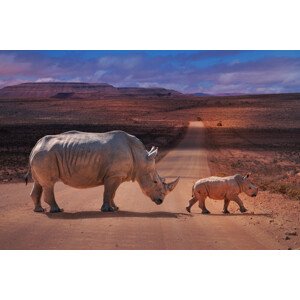 Fotografie Rhinos Crossing, Marcel Egger, 40 × 26.7 cm