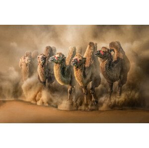 Fotografie DesertRun, Marcel Egger, 40 × 26.7 cm