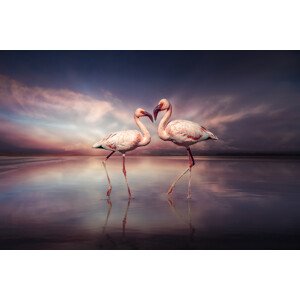 Fotografie FlamingoLove, Marcel Egger, 40 × 26.7 cm
