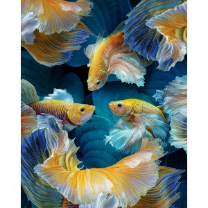 Fotografie ColorFish, Marcel Egger, 30 × 40 cm