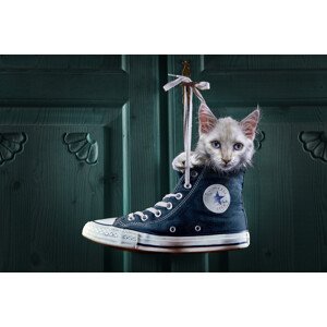 Fotografie CatShoe, Marcel Egger, 40 × 26.7 cm