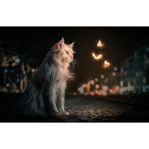Fotografie MagicCat, Marcel Egger, 40 × 26.7 cm