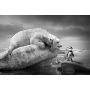 Fotografie PolarFriends, Marcel Egger, 40 × 26.7 cm
