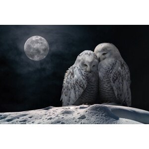 Fotografie MoonOwls, Marcel Egger, 40 × 26.7 cm