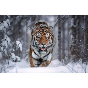 Fotografie SnowTiger, Marcel Egger, 40 × 26.7 cm