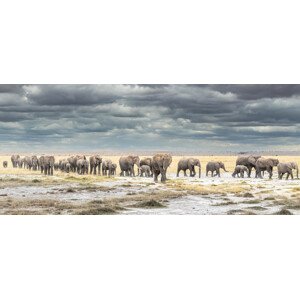 Fotografie The March for Survival, Jeffrey C. Sink, 50 × 21.9 cm
