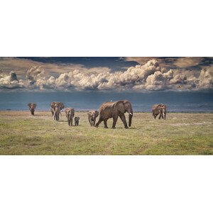 Fotografie Amboseli wonderland, Jeffrey C. Sink, 50 × 23.1 cm