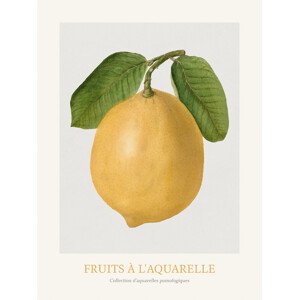 Obrazová reprodukce Lemon (Watercolour Kitchen Fruit), 30 × 40 cm