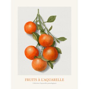 Obrazová reprodukce Oranges (Watercolour Kitchen Fruit), 30 × 40 cm