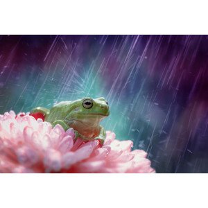 Fotografie the happy rain, Ahmad Baihaki, 40 × 26.7 cm