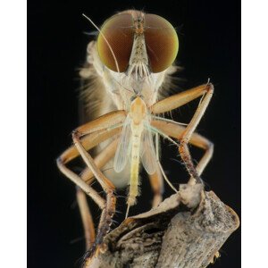 Fotografie robberfly and prey, Ajar Setiadi, 30 × 40 cm